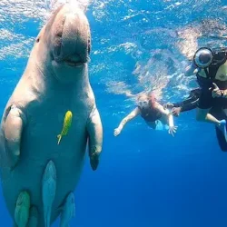 Dugong in marsa alam
