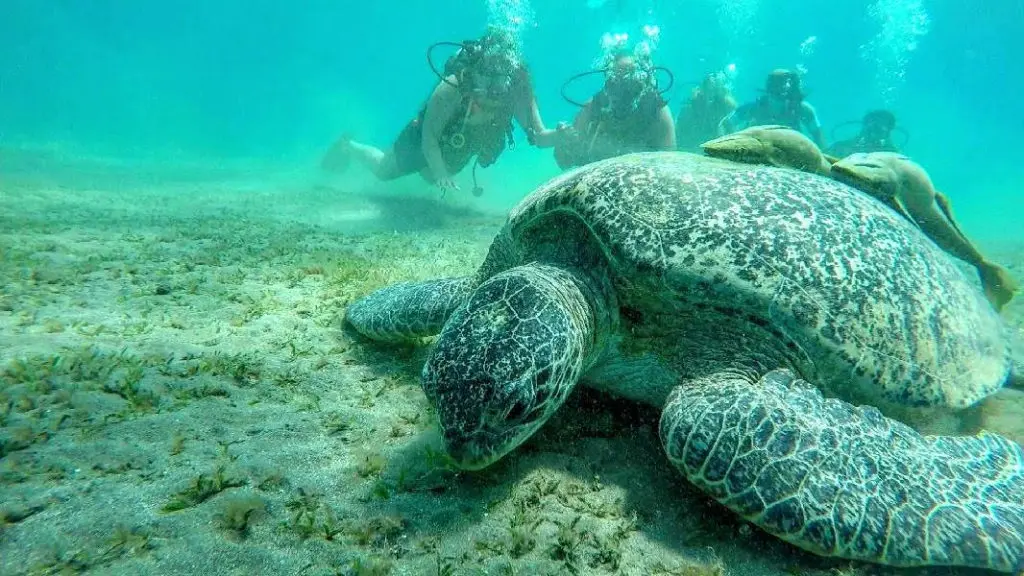 Escape to Marsa Alam: Sun, Sea, and Safari